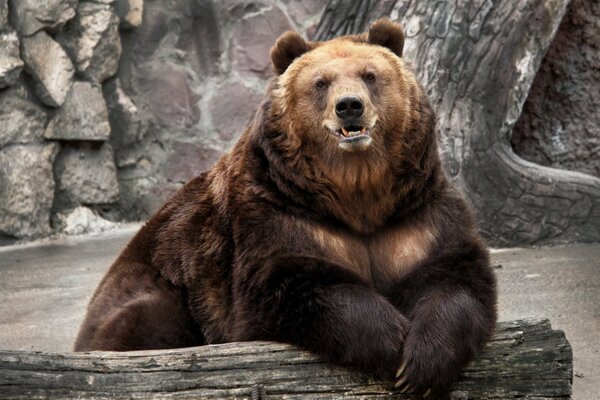 Der Bär genießt ein unbeschwertes Leben im Zoo