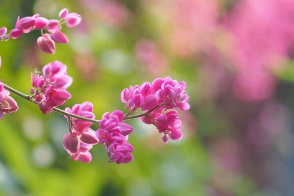 Bright pink flowers on a blurry background