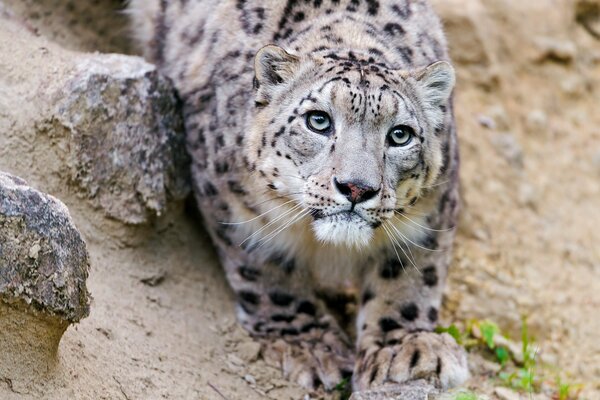 Leopardo delle nevi con una bella faccia