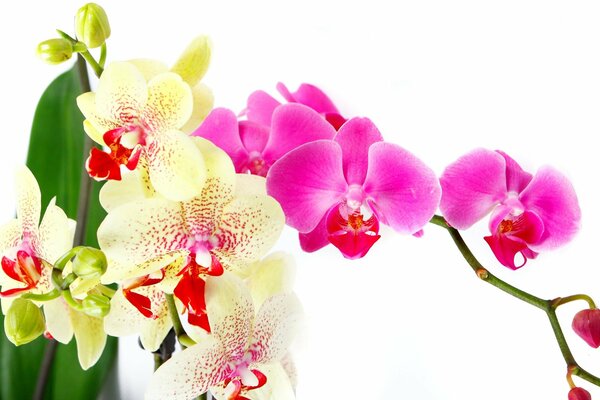 Stunning yellow-pink orchid on a white background