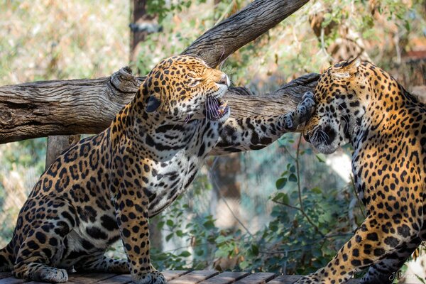 A pair of jaguars playfully growls at each other