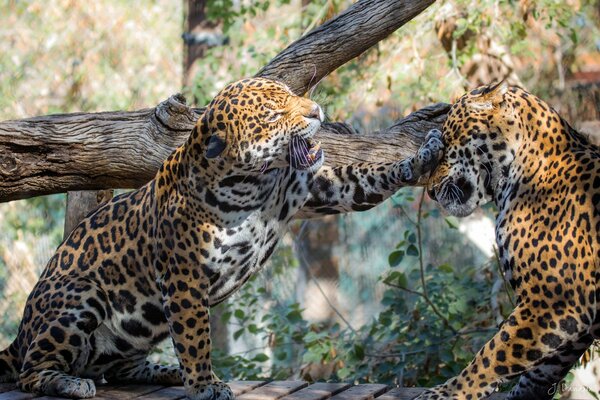 Пара ягуаров играясь рычит друг на друга