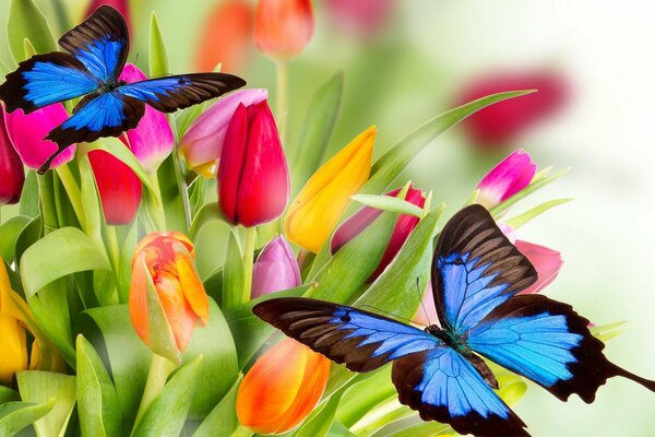 Blue butterflies on a bright background of Tulips