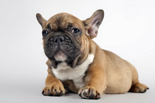 Photo of a small puppy on a white background