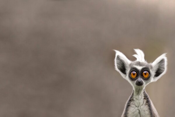 Desktop wallpaper lemur s muzzle