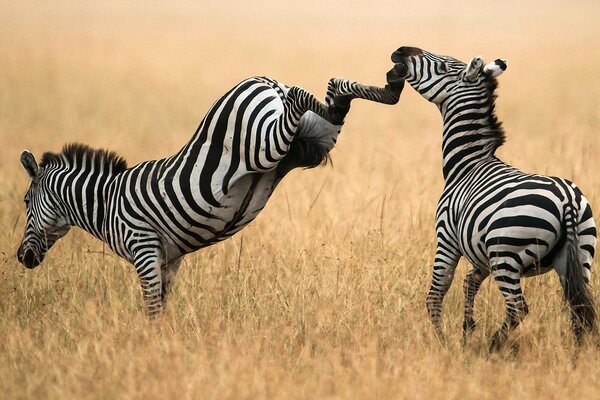 Desktop-Hintergrund Zebra-Schlag