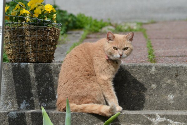 A red cat on the steps with a basket of flowers