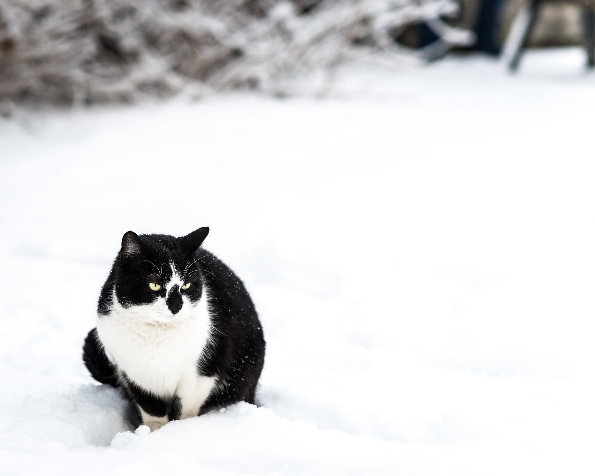 winter black snow sitting cat white