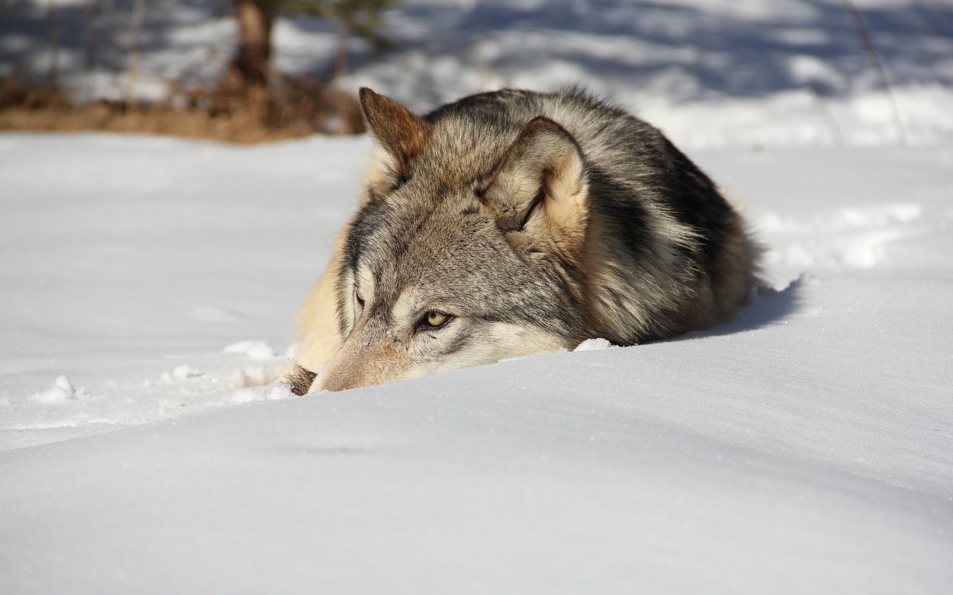 wolf winter snow