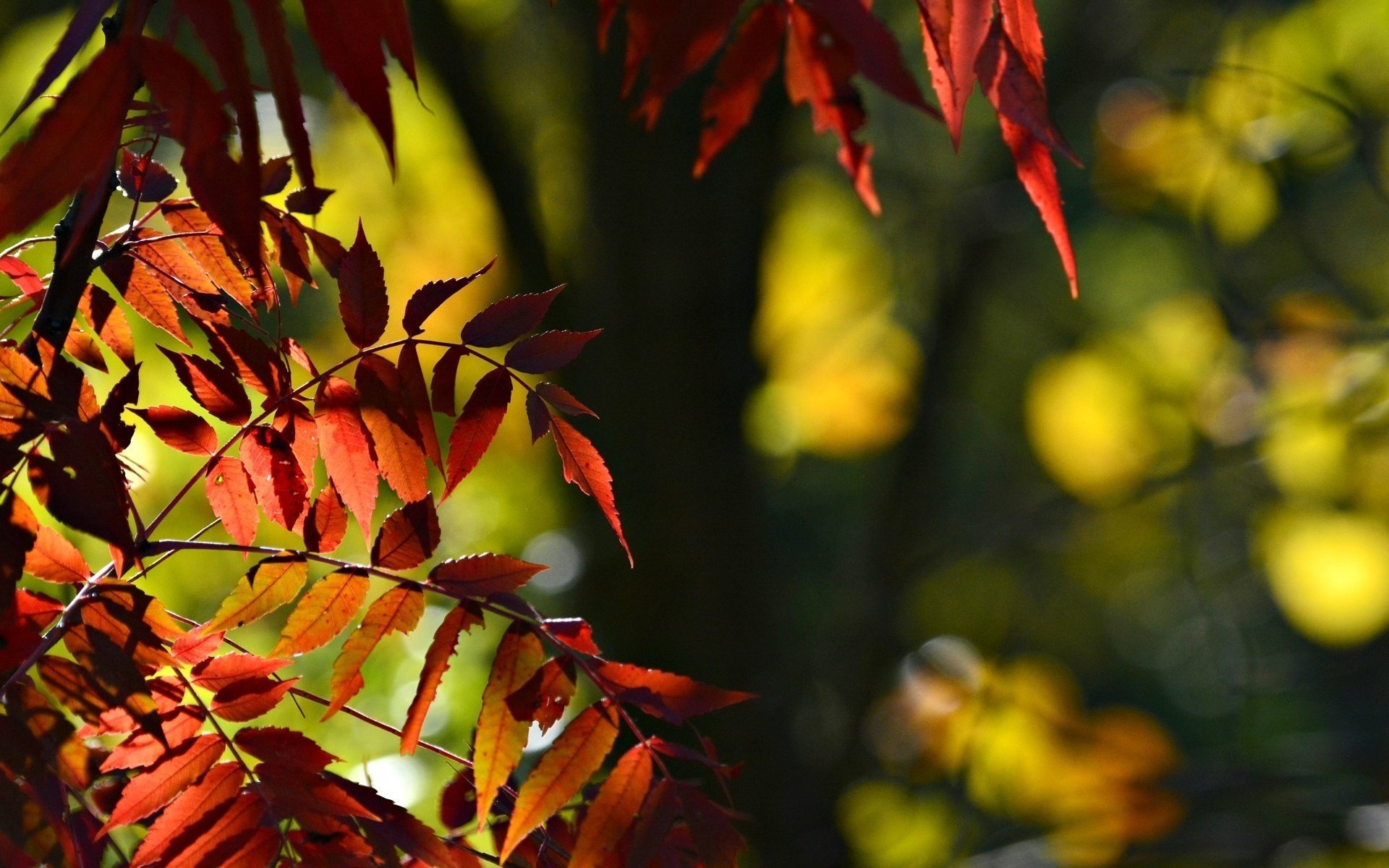 gros plan folioles feuilles arbre rouge bokeh