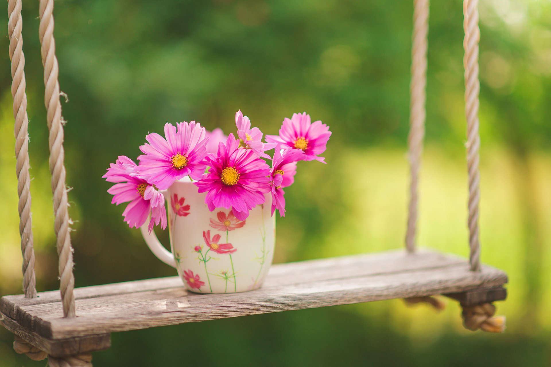 cosmea huśtawka kwiaty filiżanka zieleń