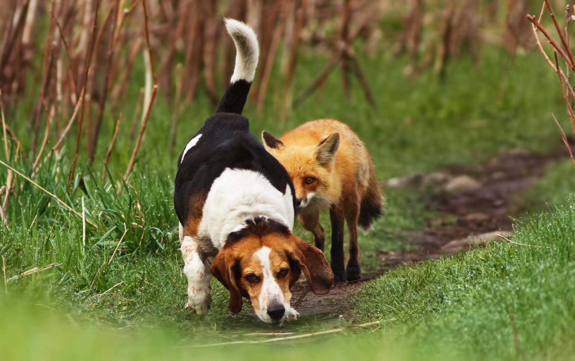 erba sentiero volpe cane