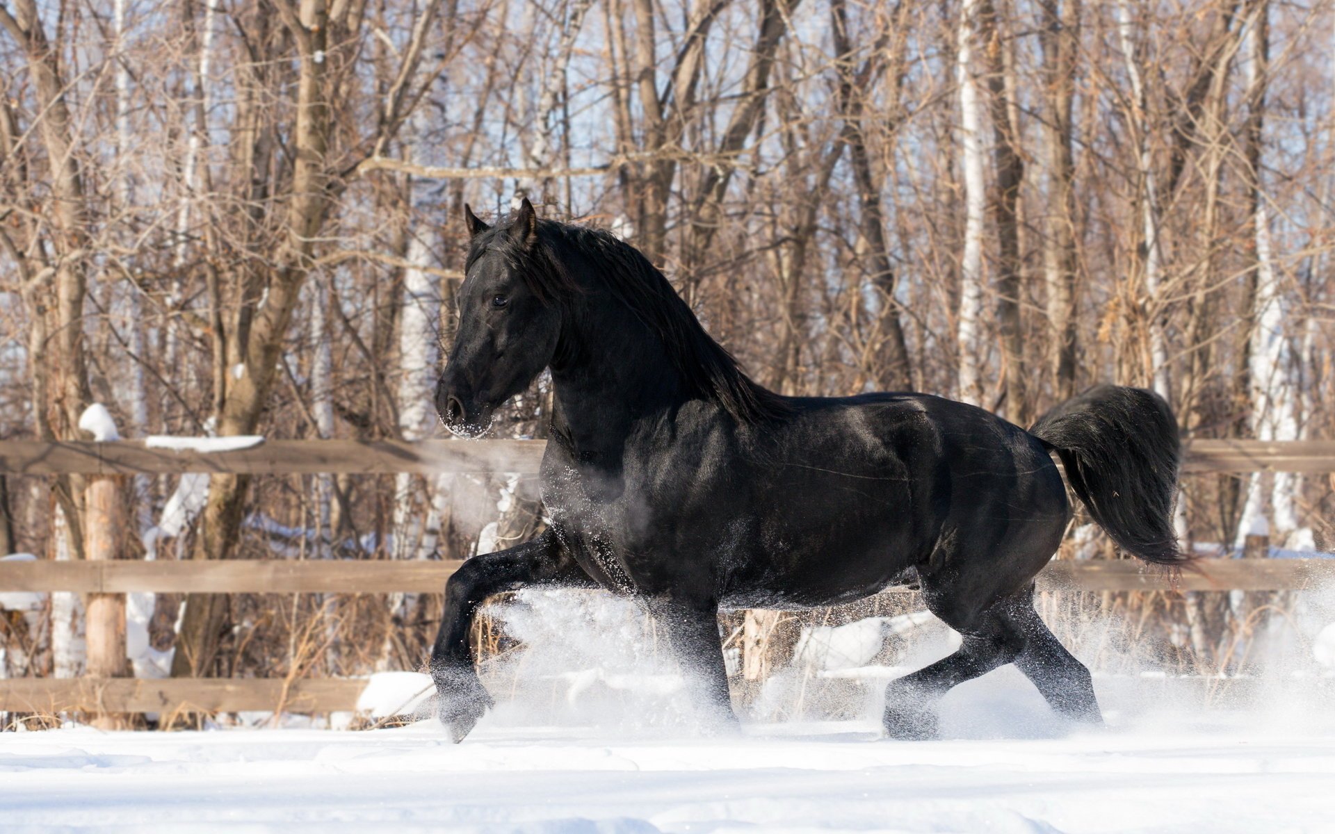 horse winter snow