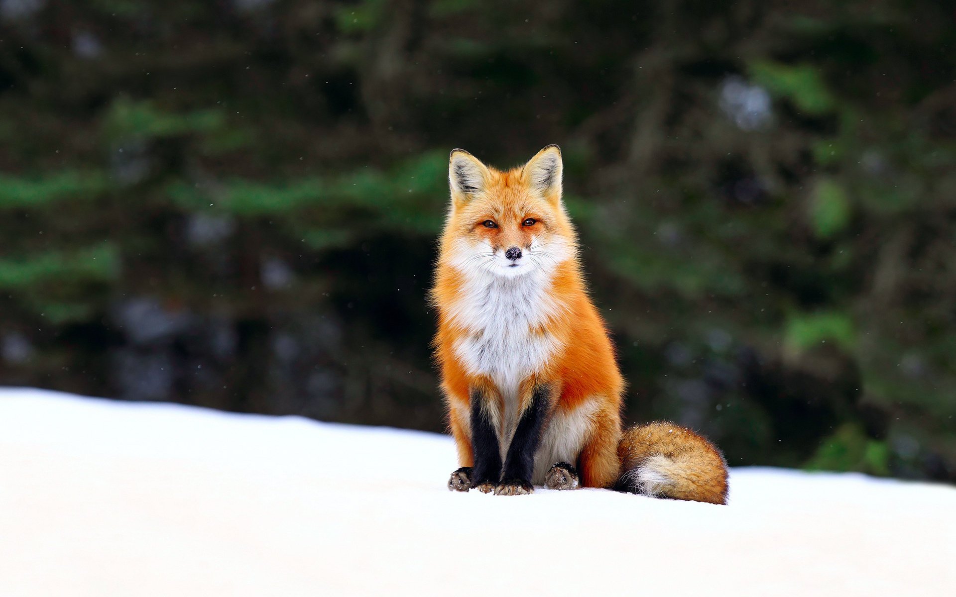 zorro zorro invierno bosque nieve