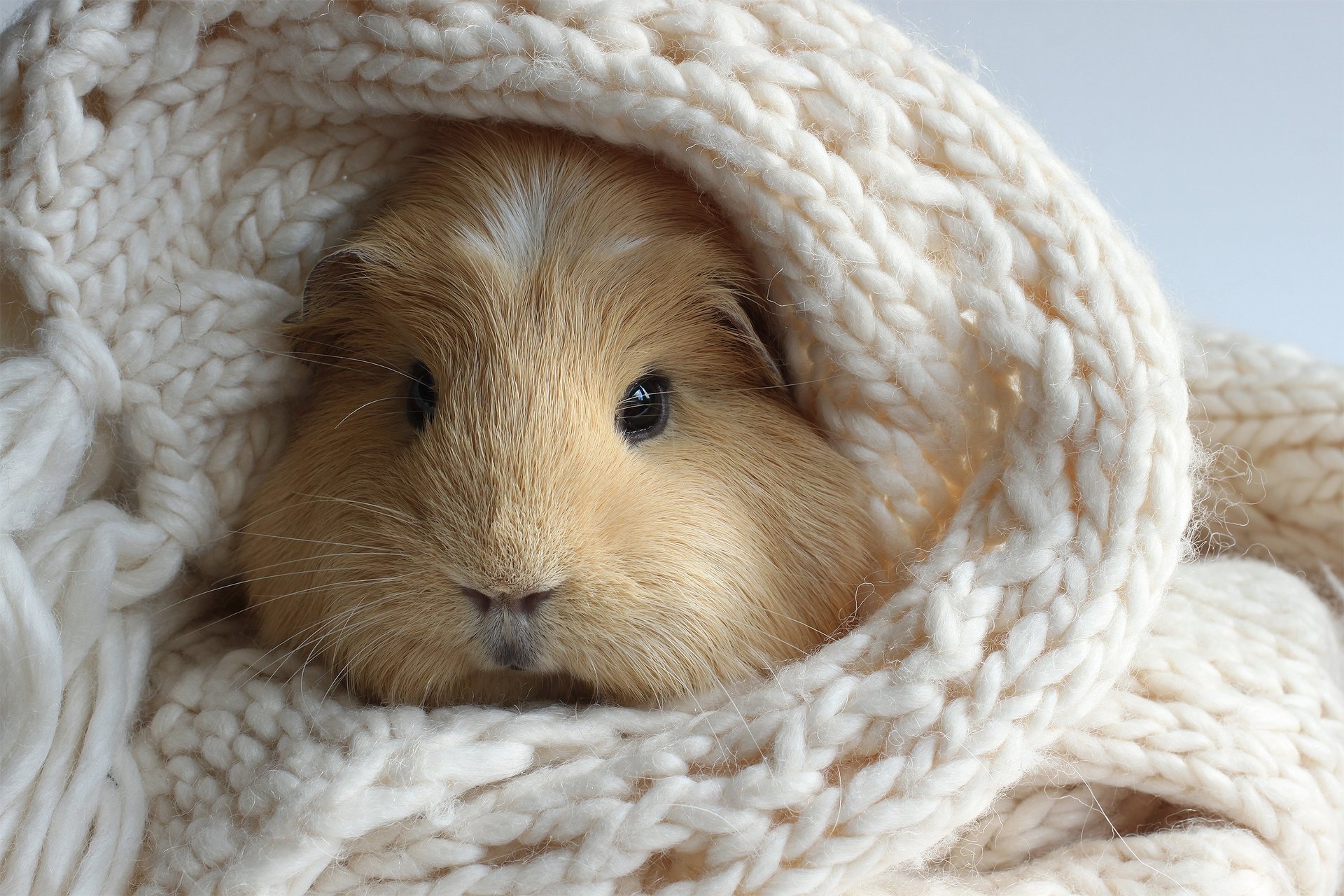 guinea pig scarf white knitted