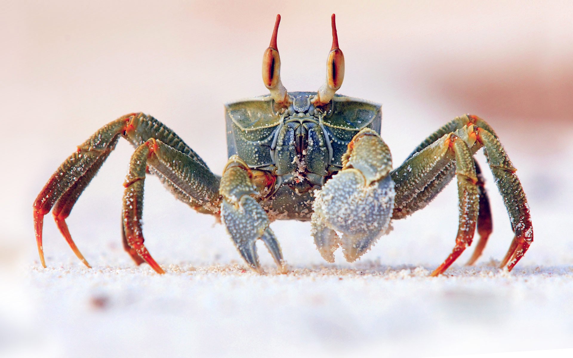 armor crab the ocean sea eyes claw sand