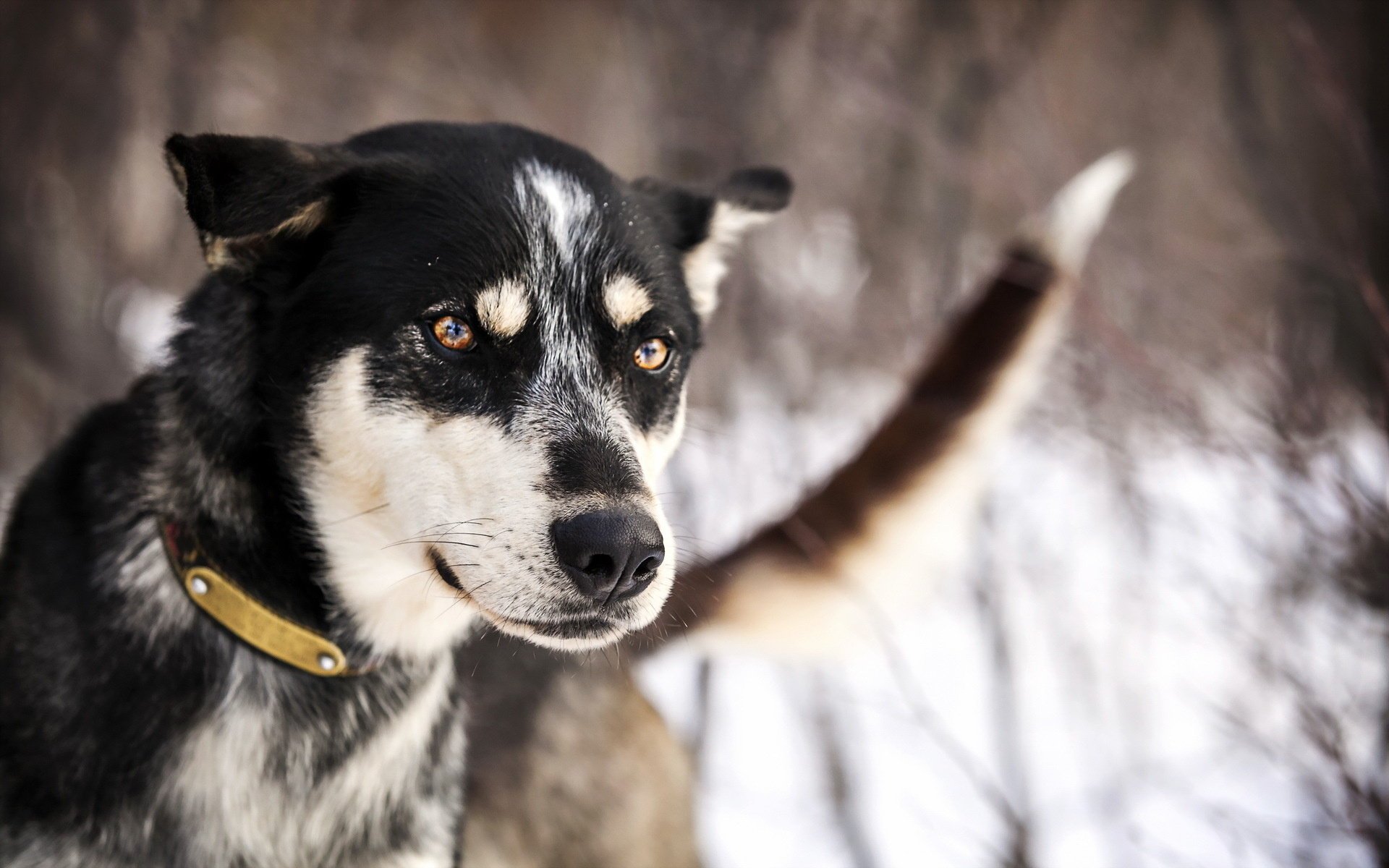 chien regard ami