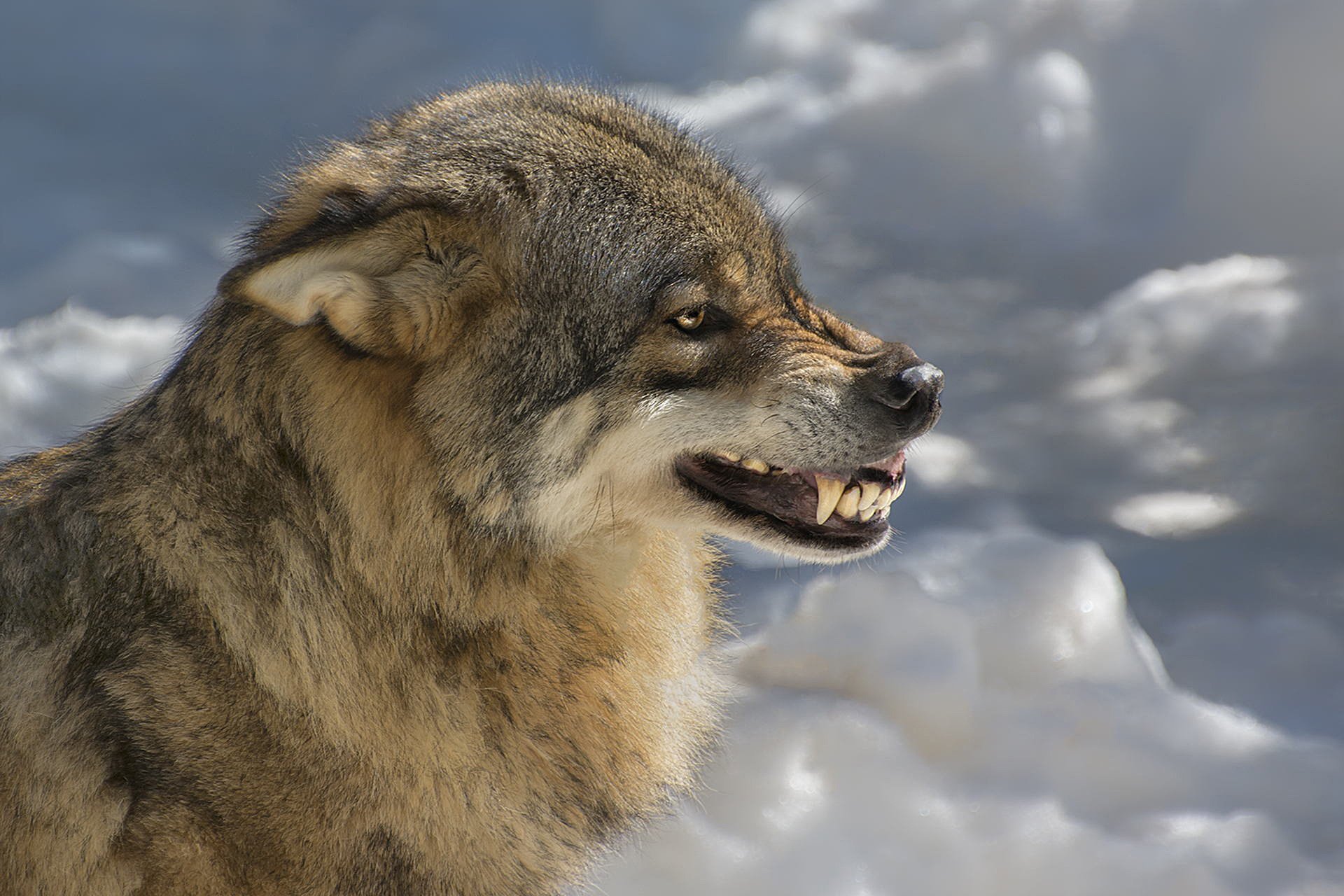 loup bête sourire