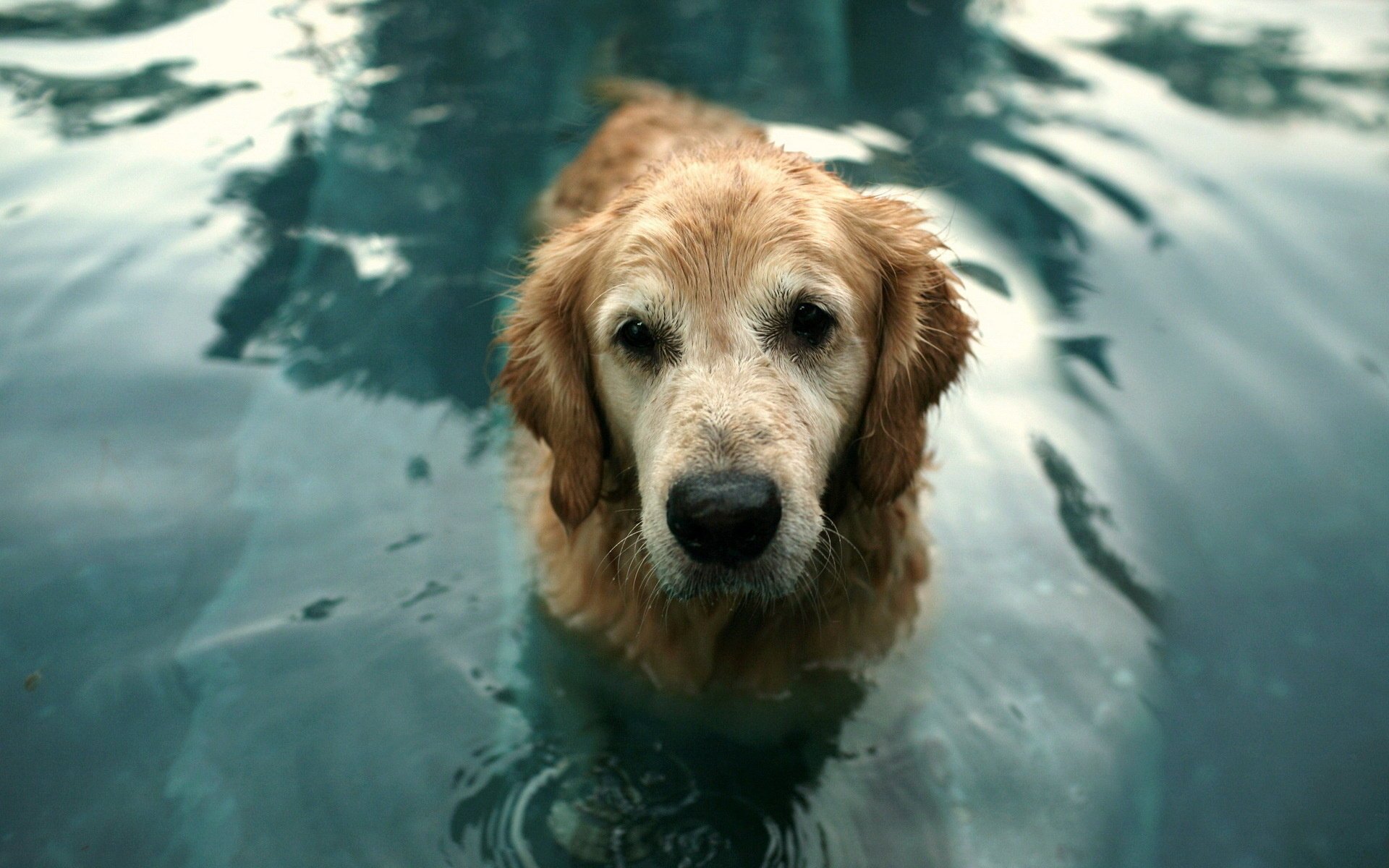 perro agua amigo mirada