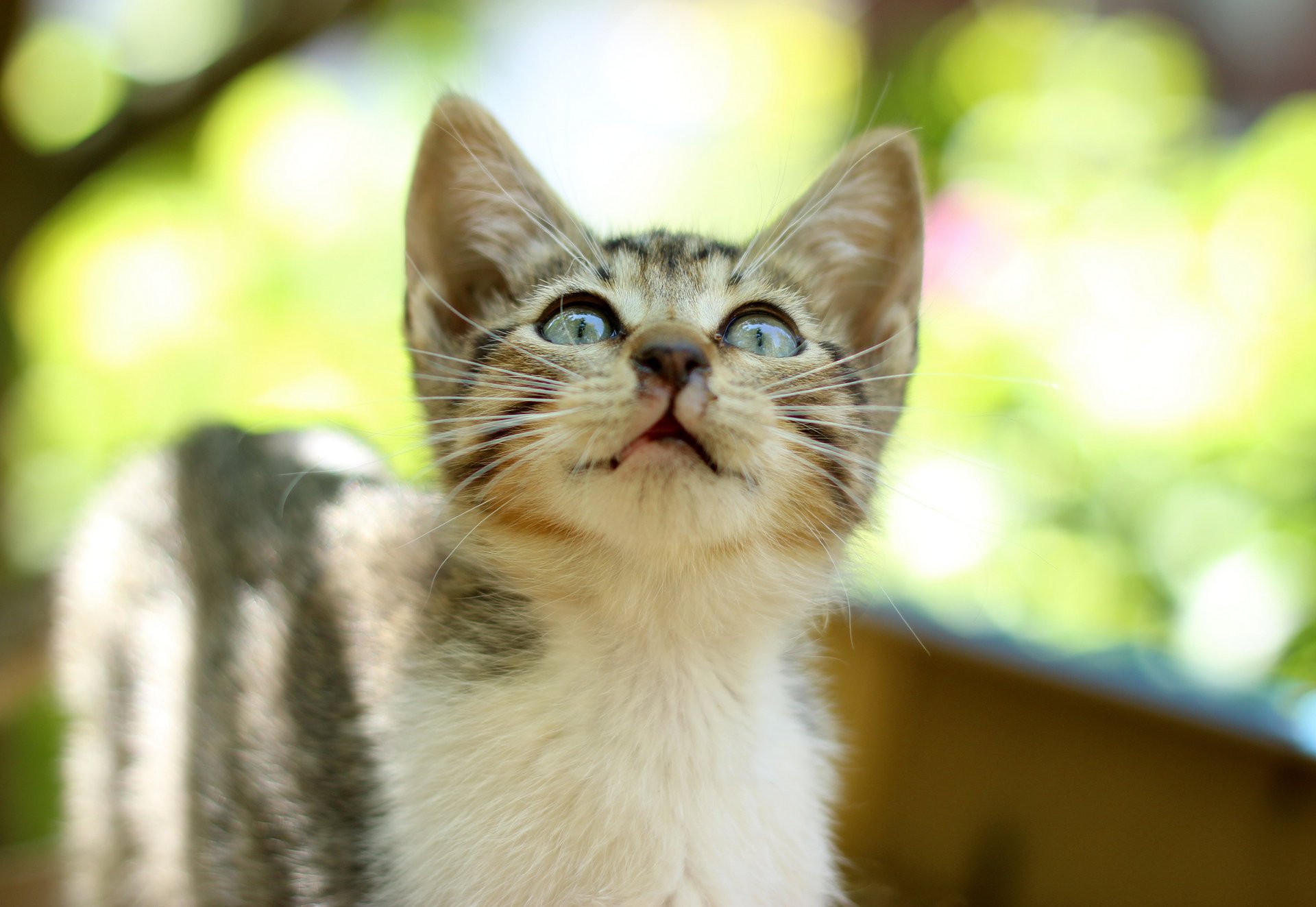 kitty glare look striped background