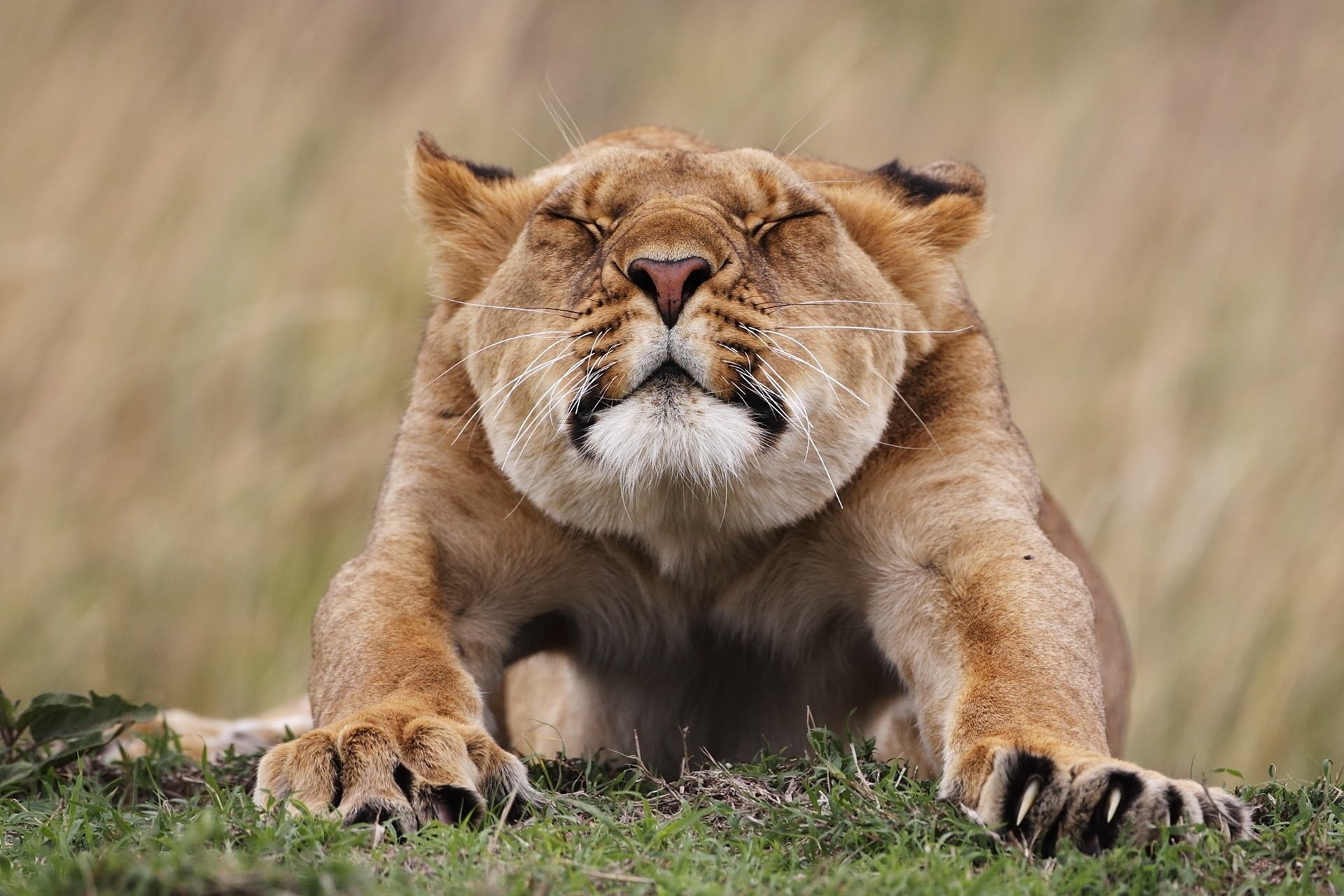 animaux sirènes museau lionne pattes