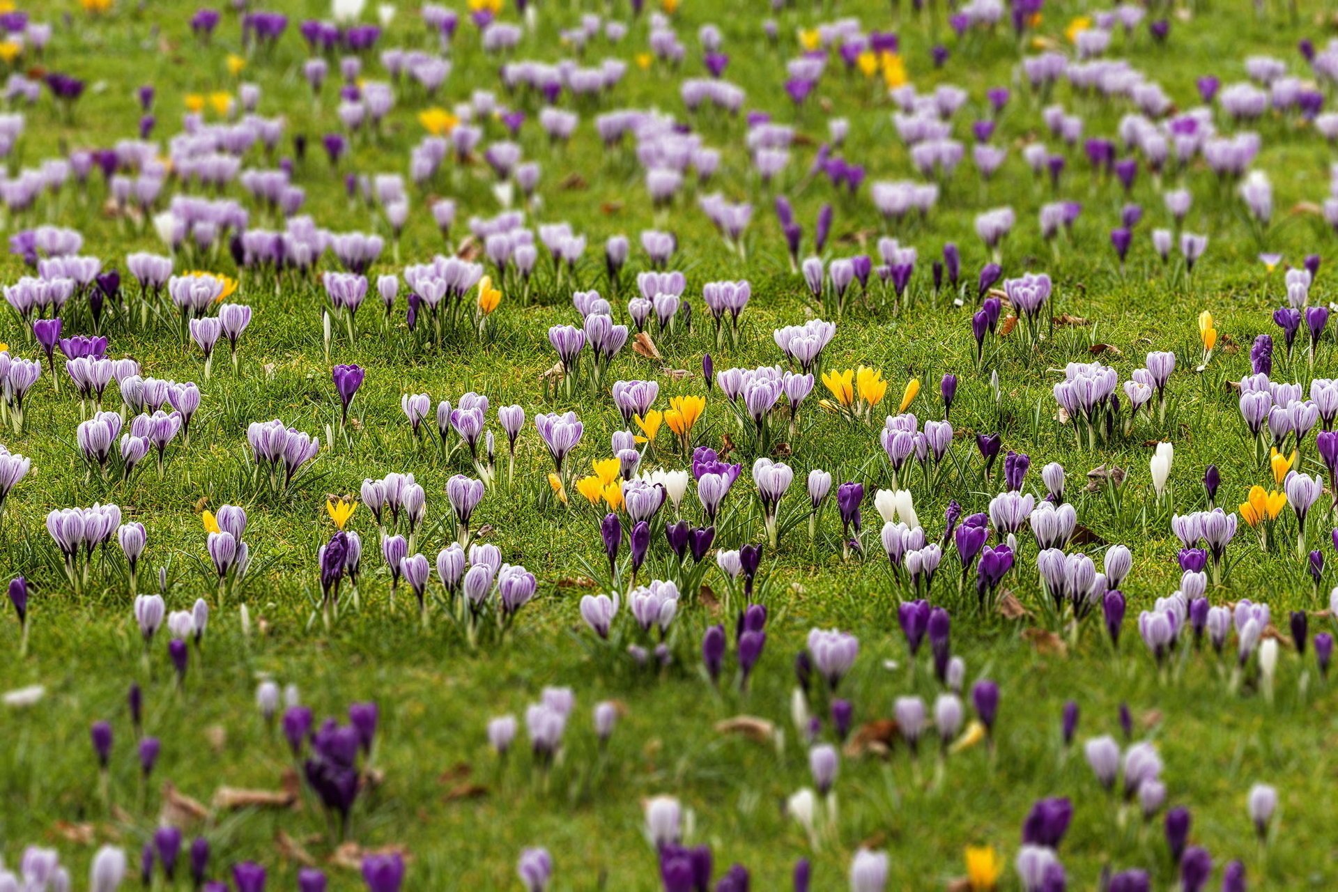 krokusse feld frühling