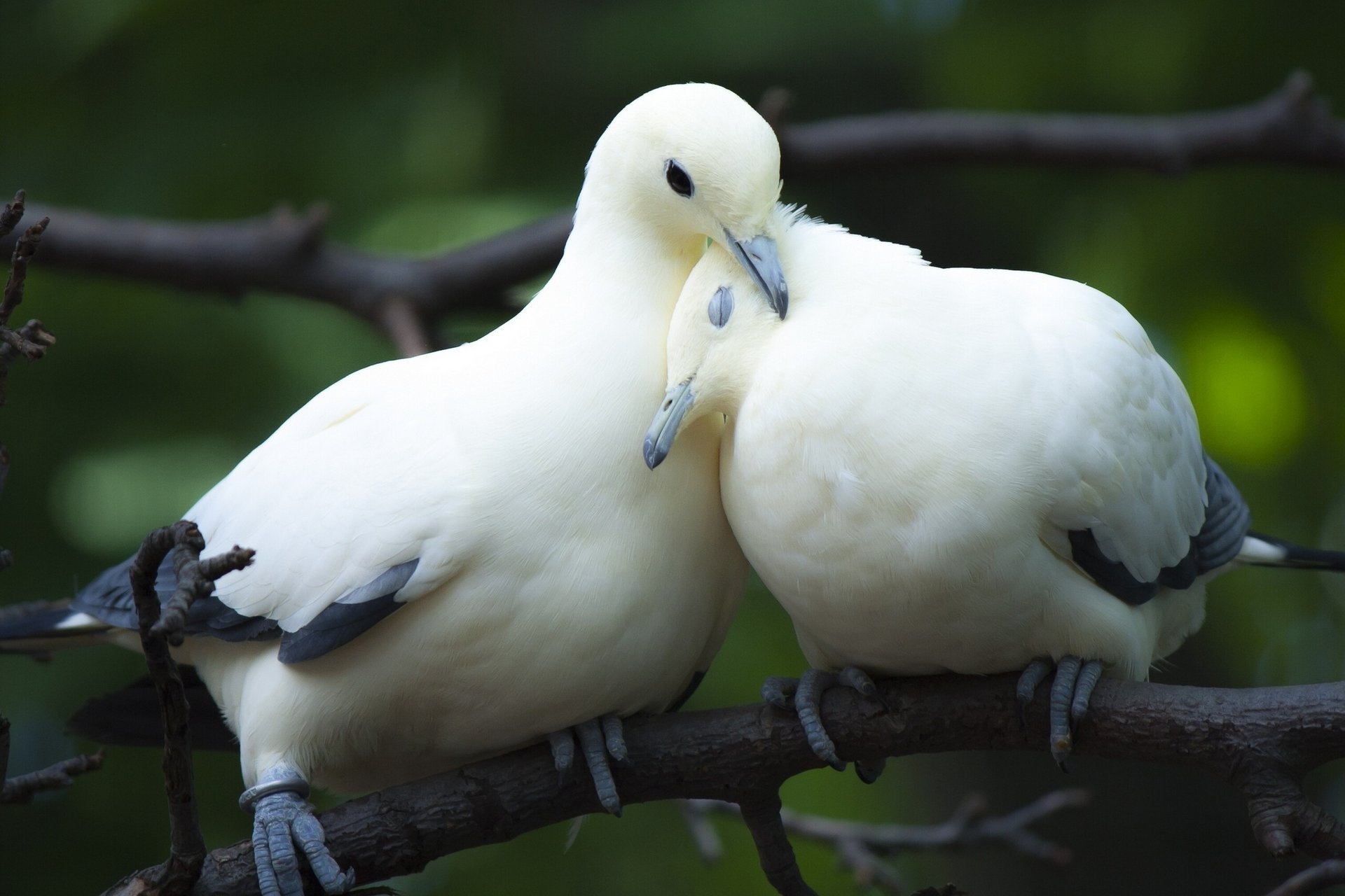 tauben paar vögel liebe zweig