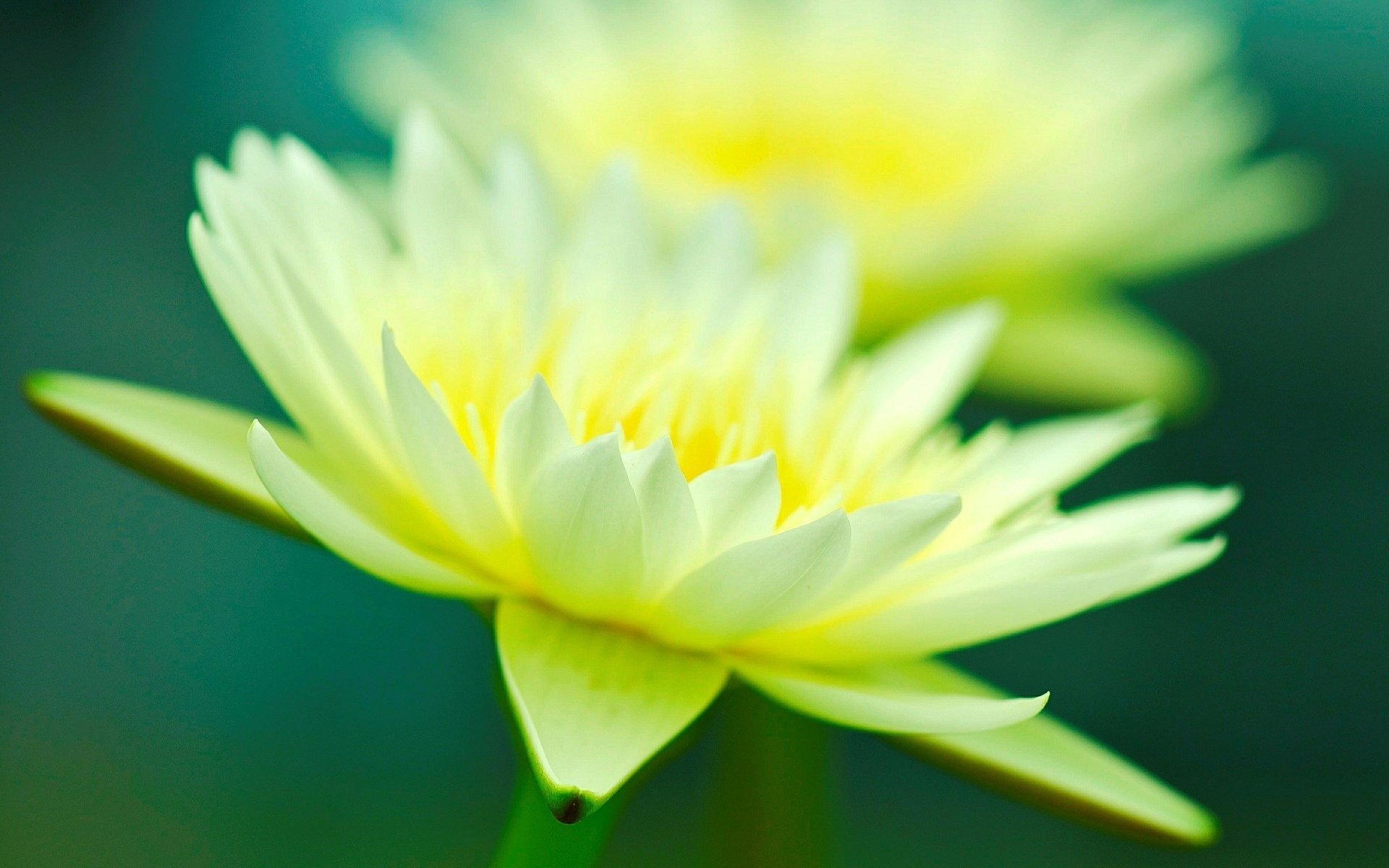 flores macro flor flor macro flor amarillo verde