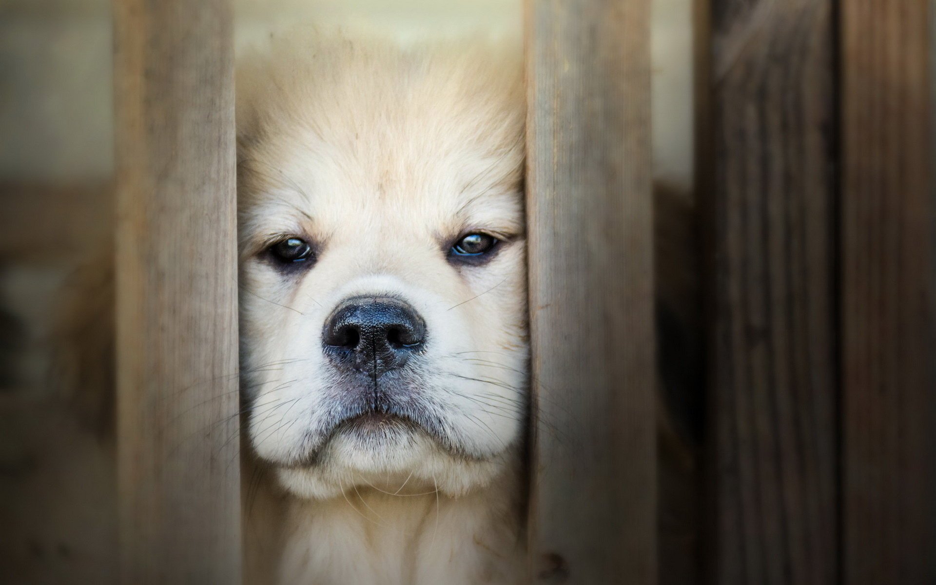 perro mirada amigo