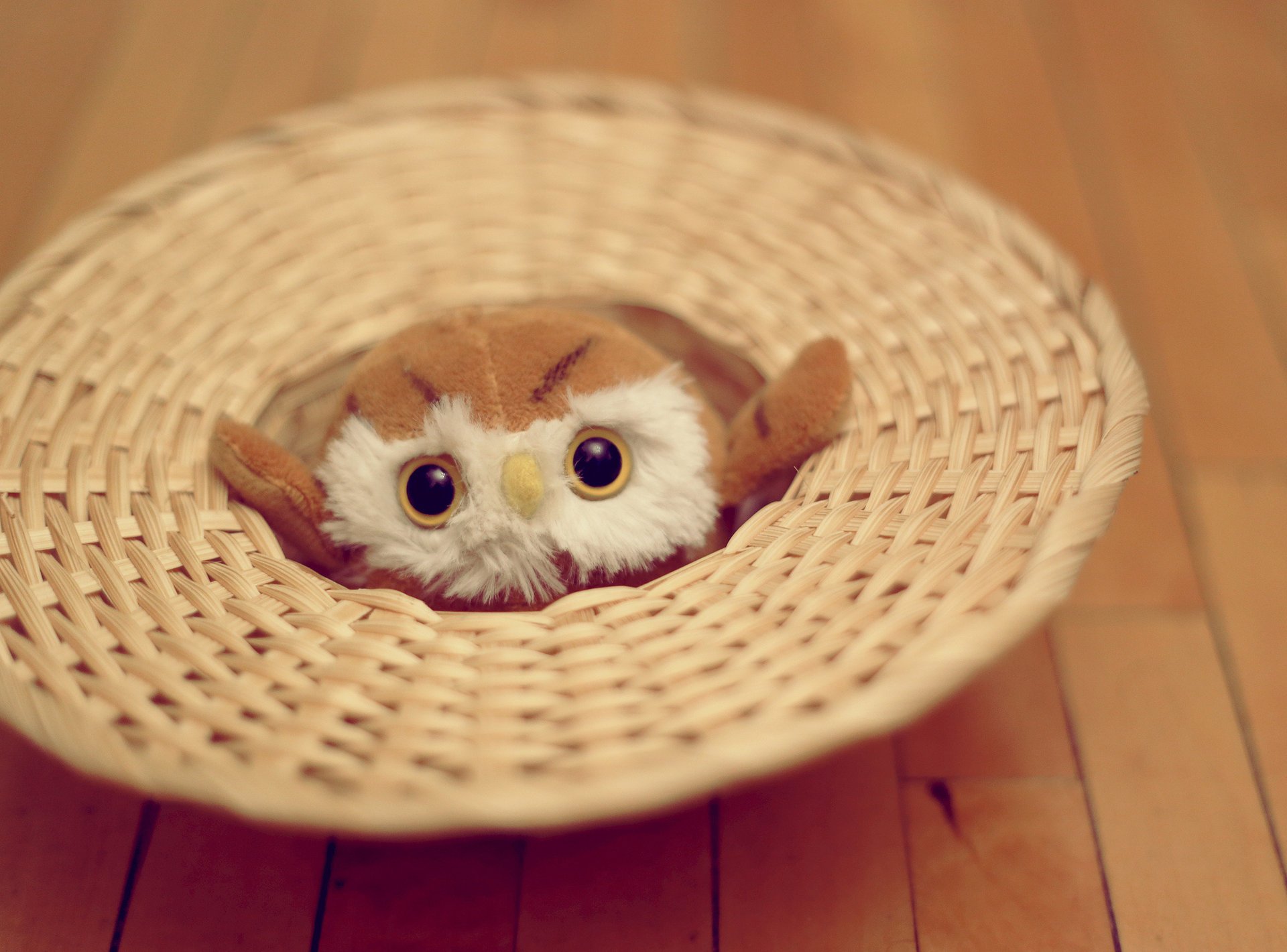 doux yeux hibou jouet