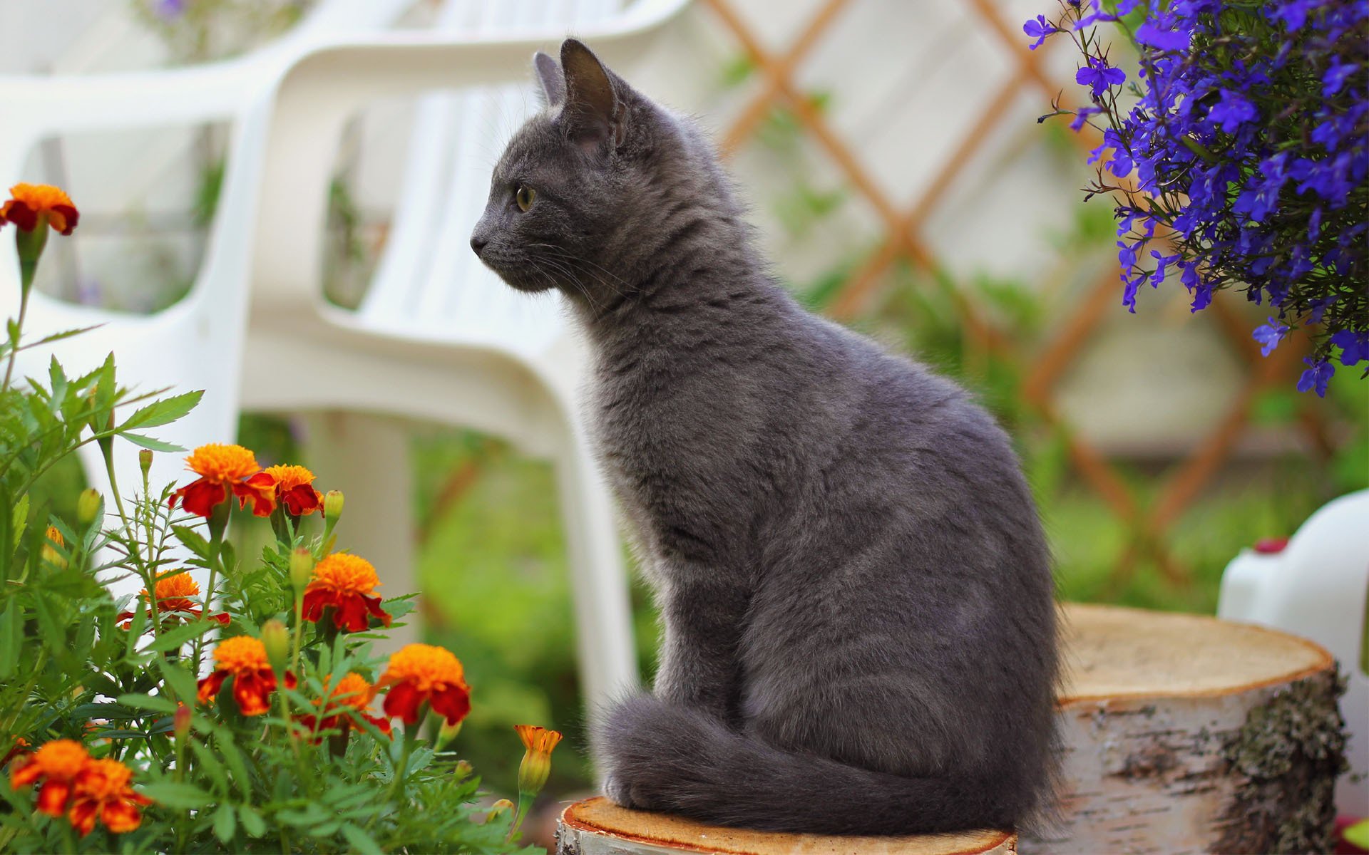 cat flowers marigolds stump chair smoky cat