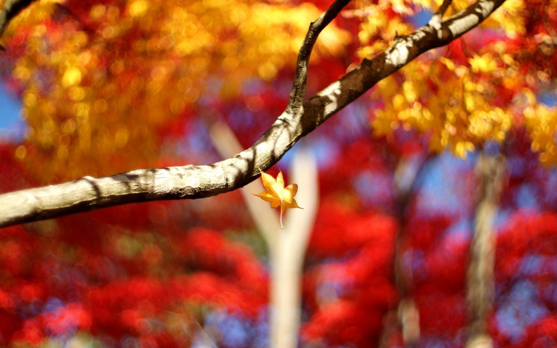 gros plan arbre arbres branche folioles feuilles feuille