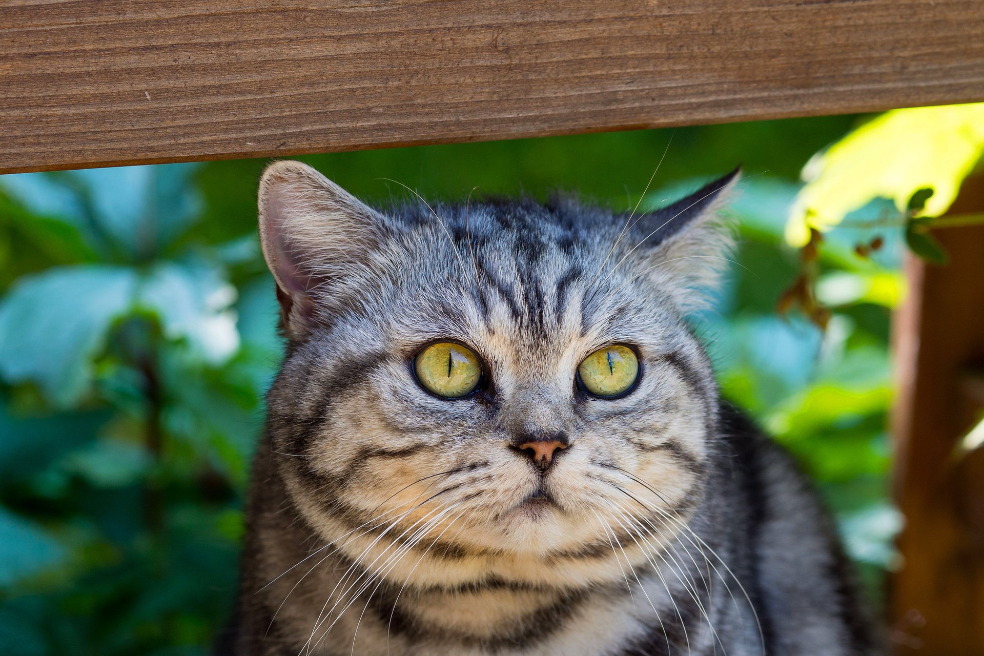 cat striped eyes green muzzle cat mustache gray