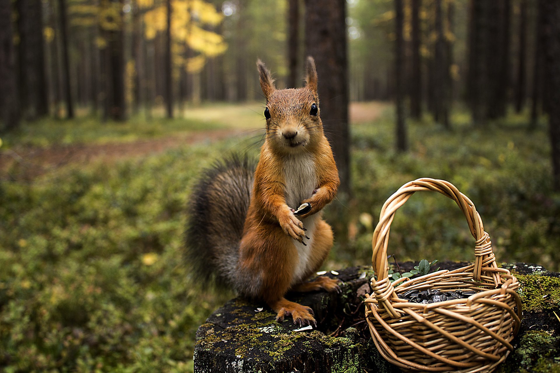 forest stump basket animals protein squirrel nature