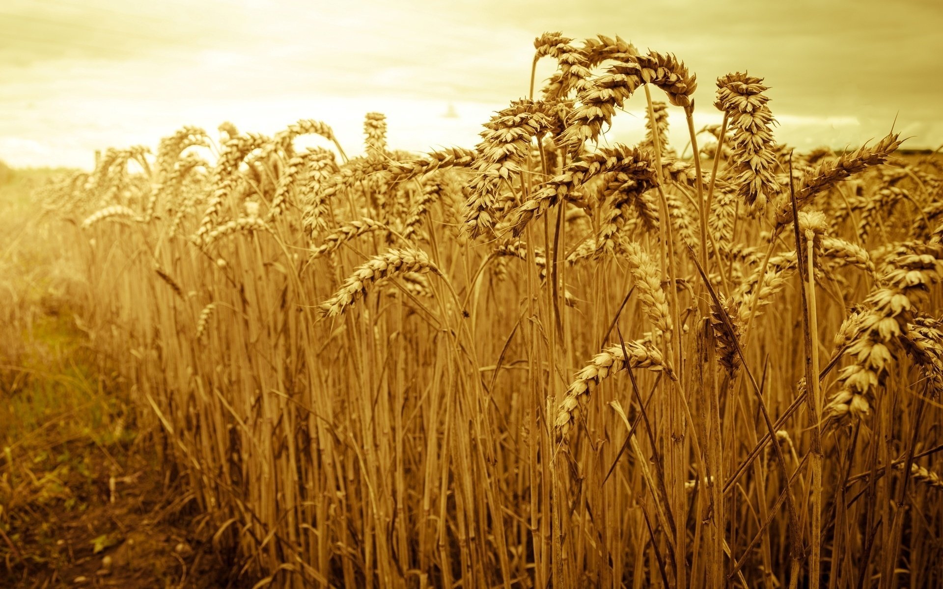 macro nature spikelets rye ears field wheat