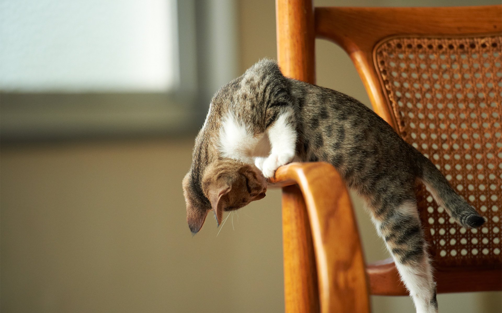 gatito juego atención silla