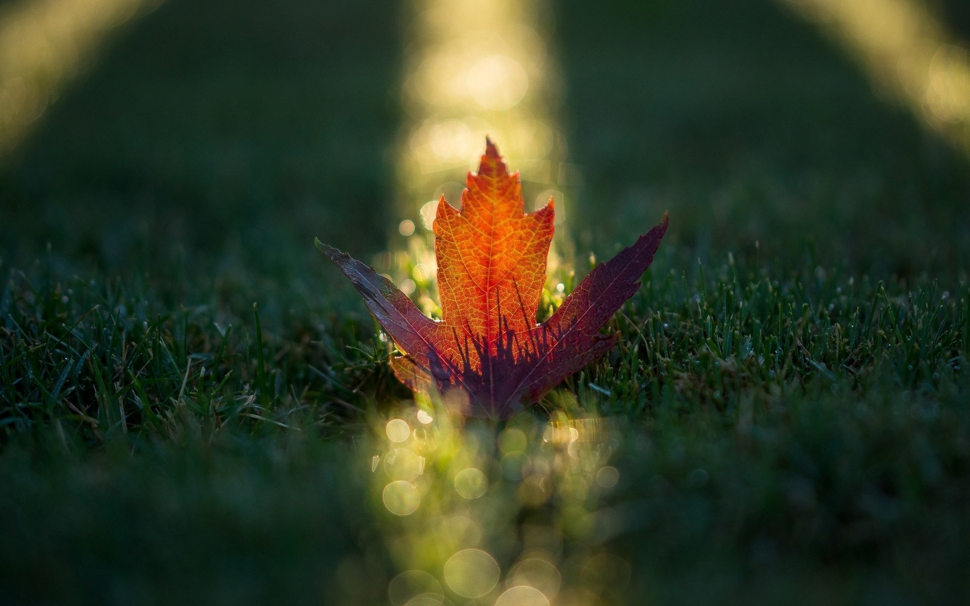 gros plan herbe folioles orange feuille feuilles