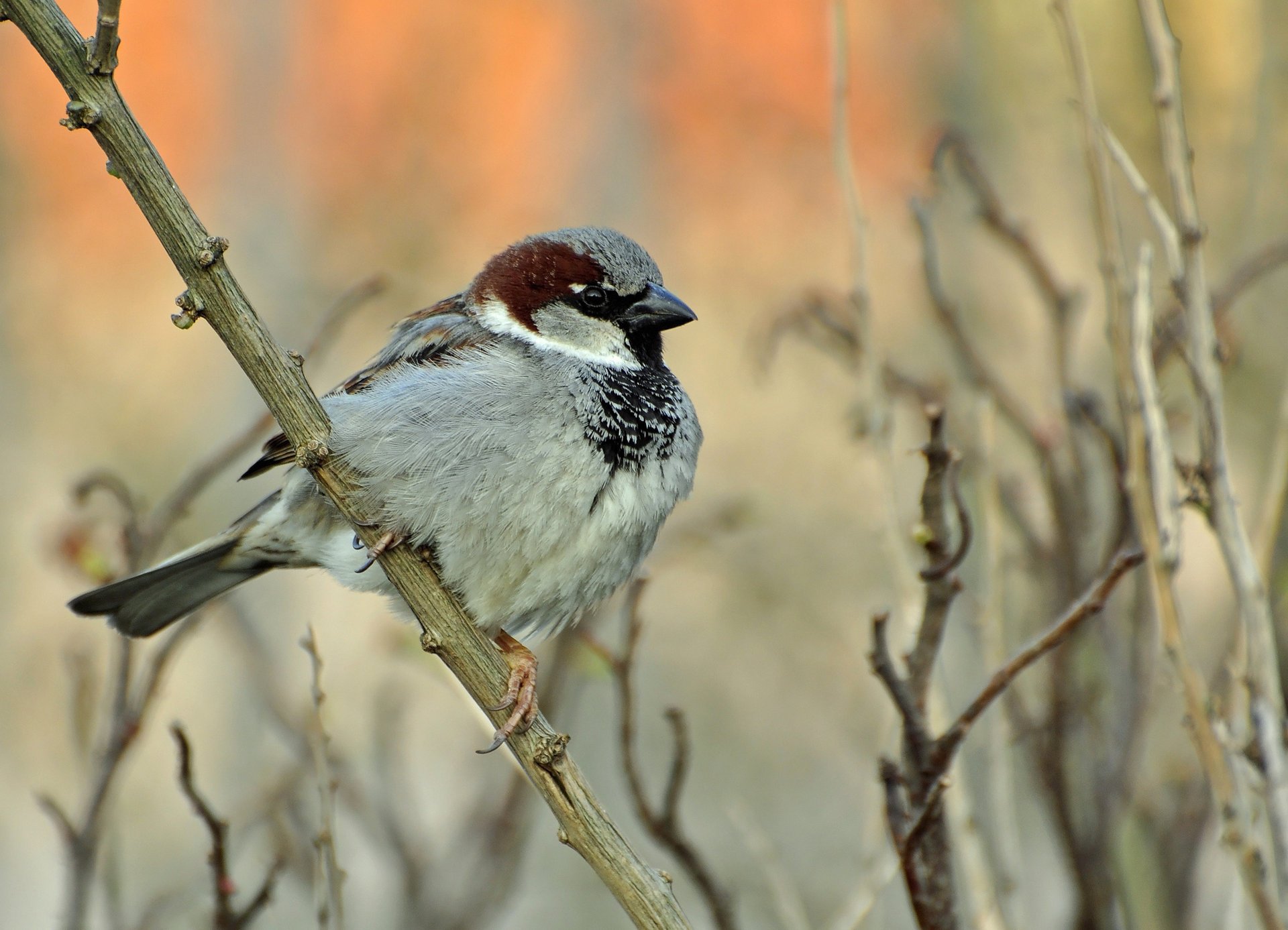 branches bird sparrow