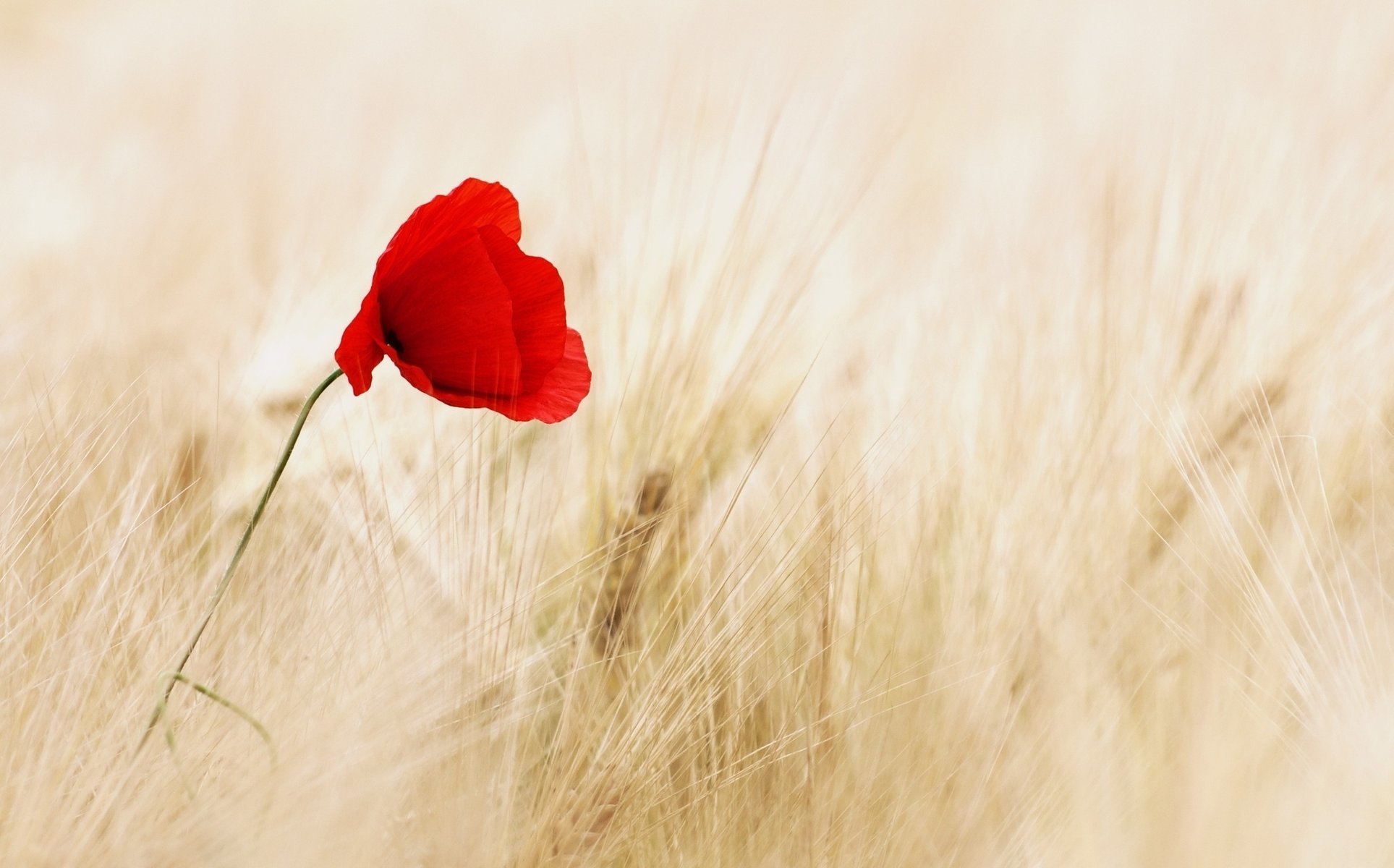 flowers wheat flowers ears poppy red rye