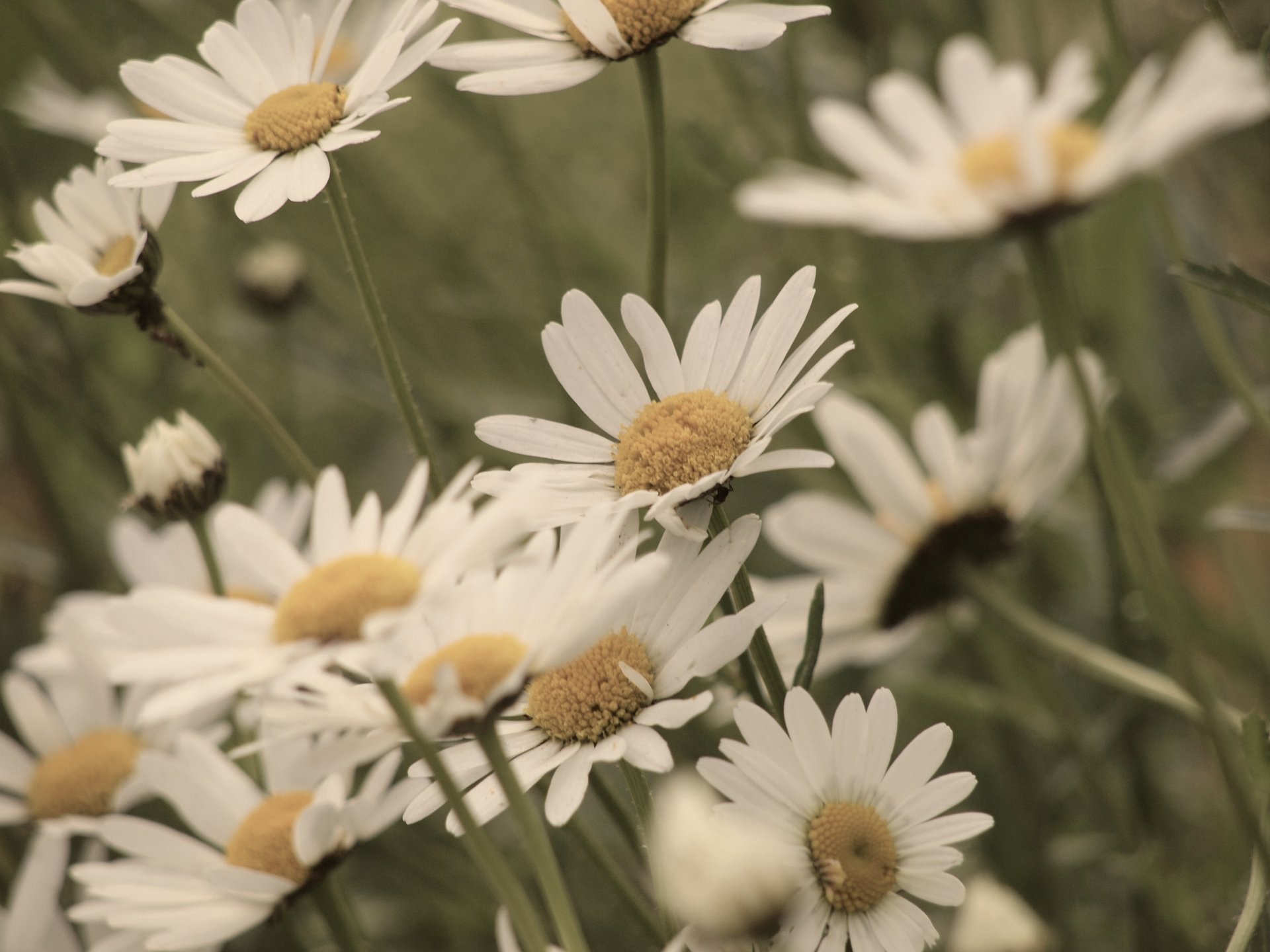 green petals background white yellow flowers flower