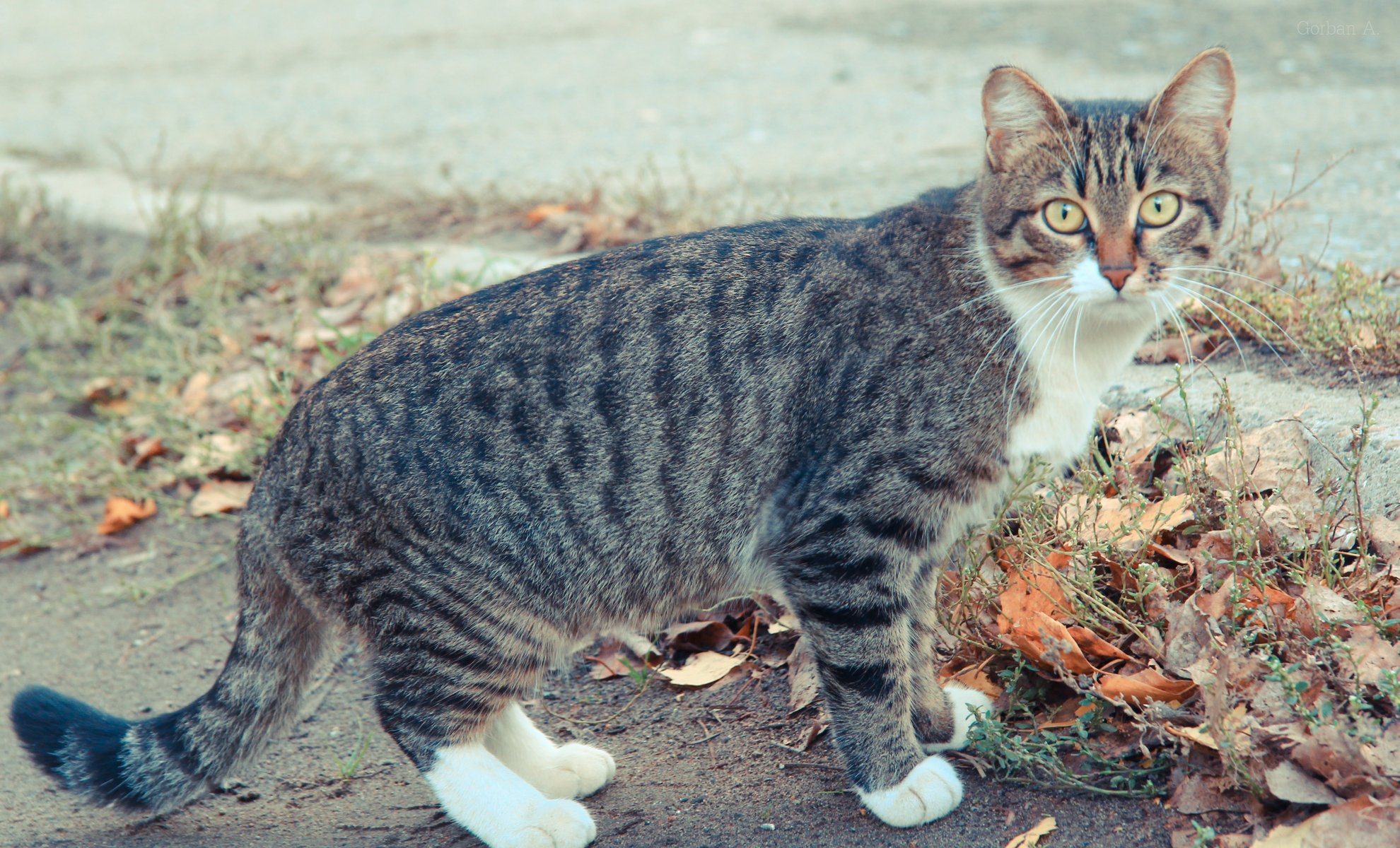 chat chat chat automne chat yeux