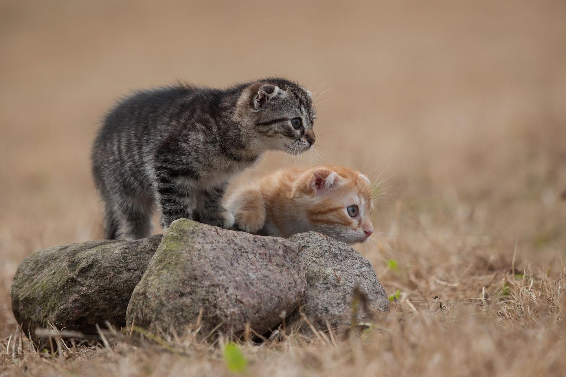 gattini gatti rosso grigio pietra erba lana