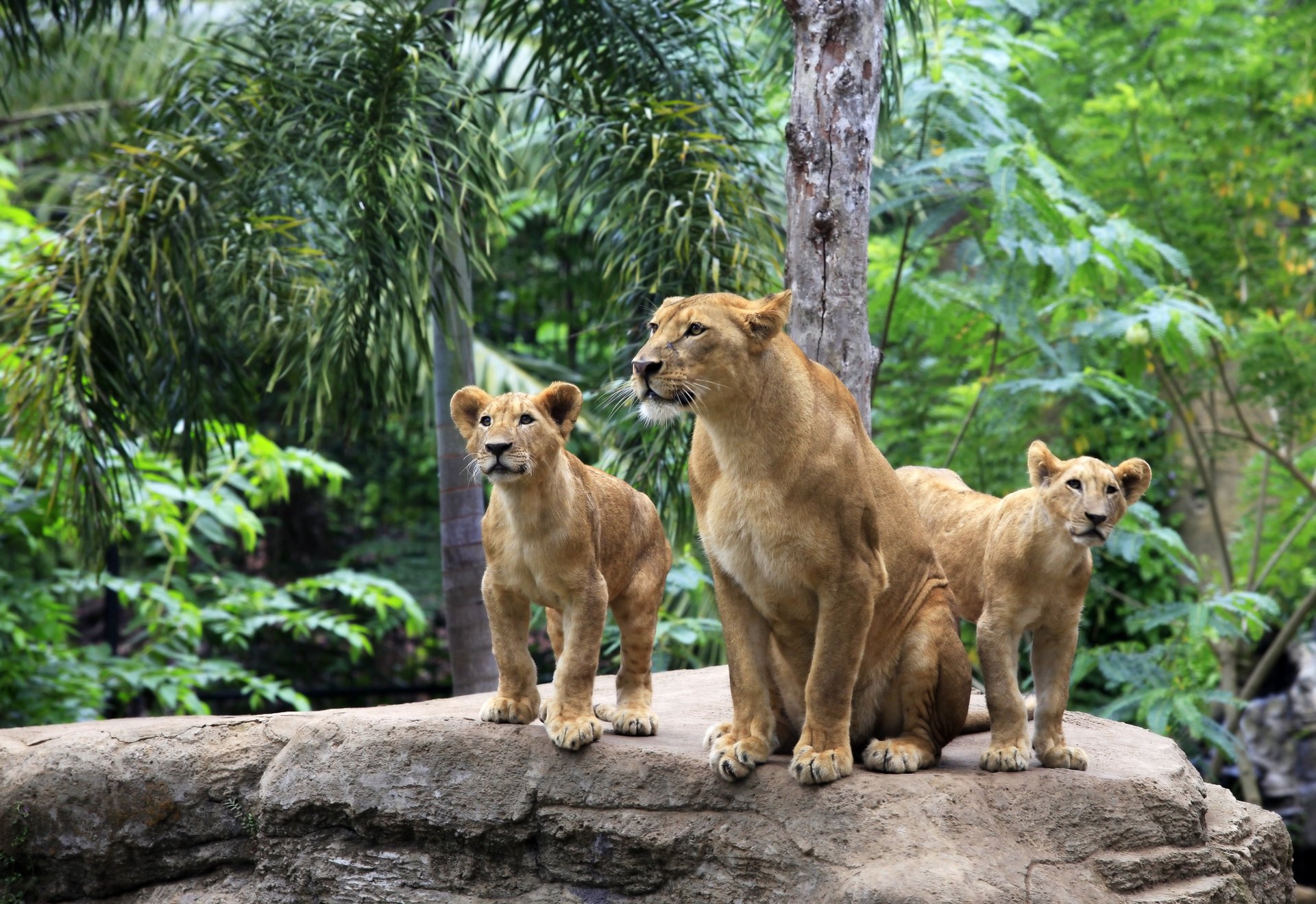 löwe katzen löwe stein familie baum löwin