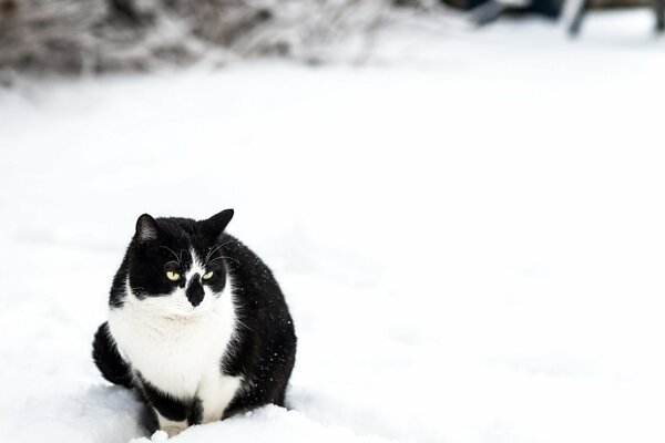 Schwarze weiße Katze sitzt im Winter im Schnee