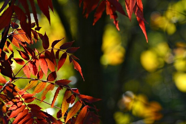 Red leaves hanging on a branch