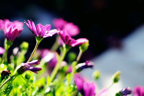 Fiori rosa che raggiungono il sole del mattino