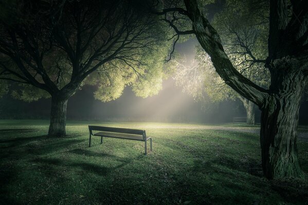 A lonely bench in an empty park