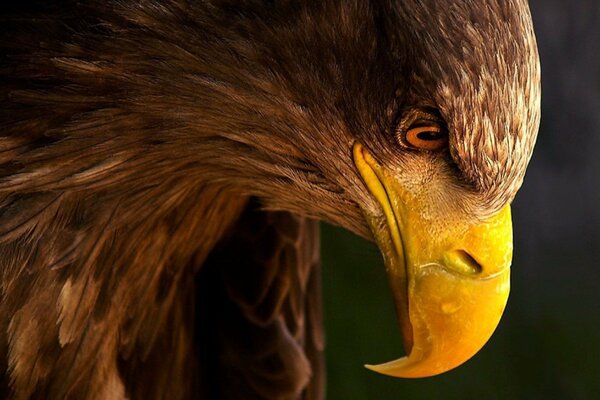 Eagle s beak in profile on a dark background