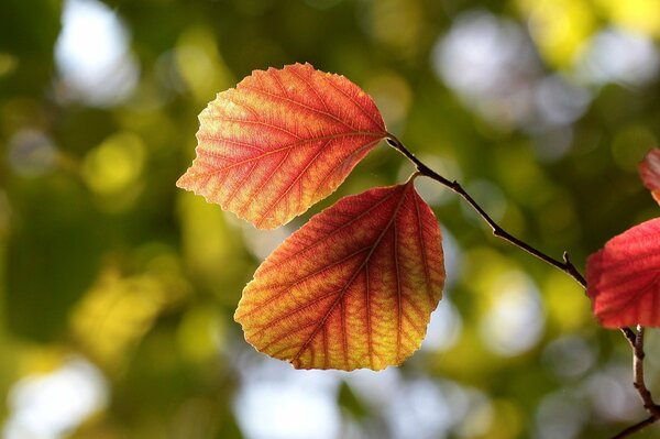 Adern von Herbstblättern auf einem Ast eines Herbstbaums