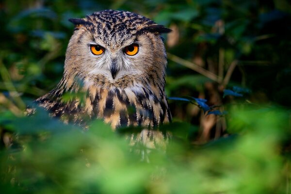 Búho abigarrado con una mirada seria y expresiva en el fondo de la naturaleza